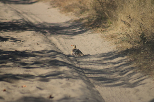 Double-banded Sandgrouse