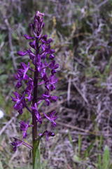 Anacamptis laxiflora