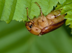 Rhizotrogus aestivus