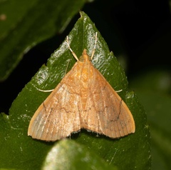Hyalobathra