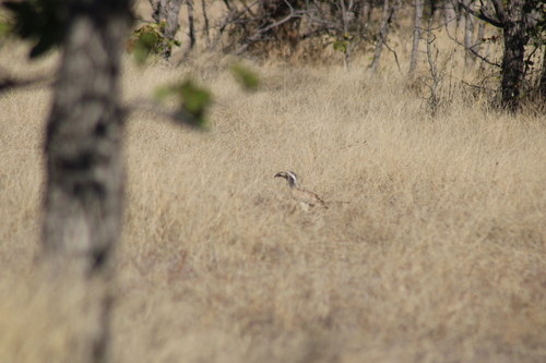 African Gray Hornbill
