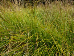 Carex sinclairii