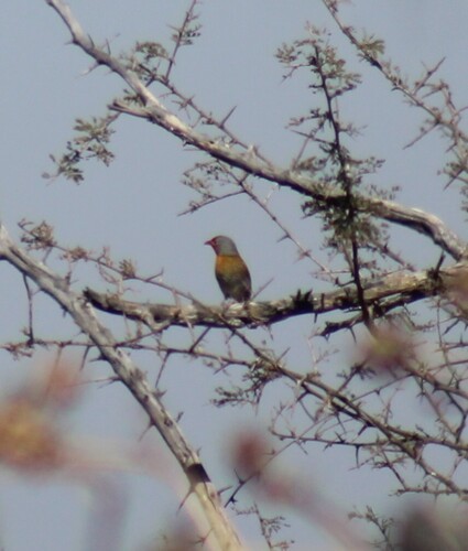 Green-winged Pytilia