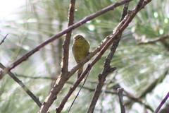 Leiothlypis celata orestera