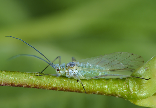 Euceraphis betulae nuotrauka
