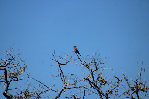 Lilac-breasted Roller