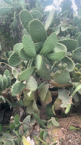 Indian fig opuntia