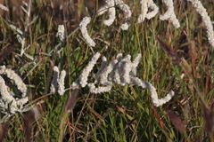 Aerva javanica, photograph author not stated, no rights reserved