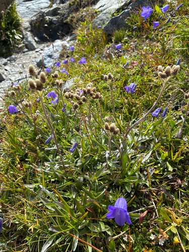 Antennaria carpatica, photograph 2