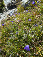 Antennaria carpatica, photograph author not stated, no rights reserved