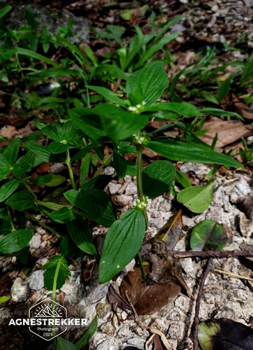 Mitracarpus hirtus, photograph 6