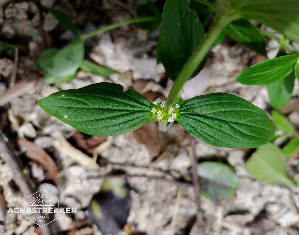 Mitracarpus hirtus; photograph author not stated, no rights reserved