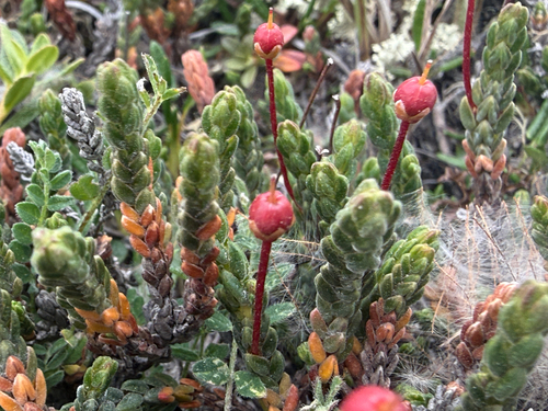 Arctic bell-heather