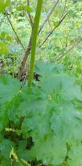Heracleum maximum