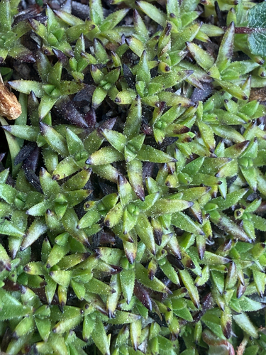 Moss Campion