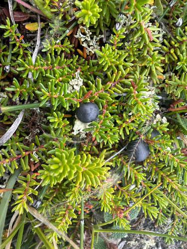 black crowberry