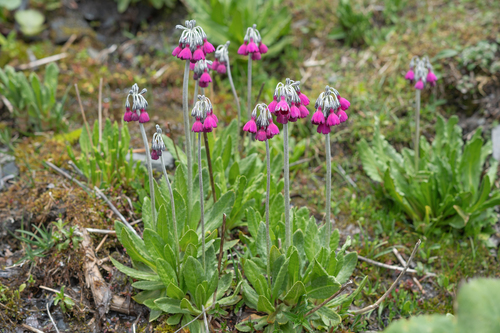 Primula secundiflora, photograph 5