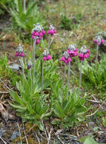 Primula secundiflora, photograph 4