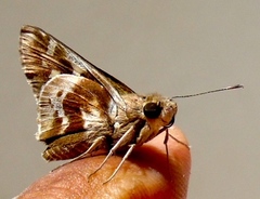 Thespieus macareus