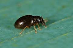 Barypeithes araneiformis