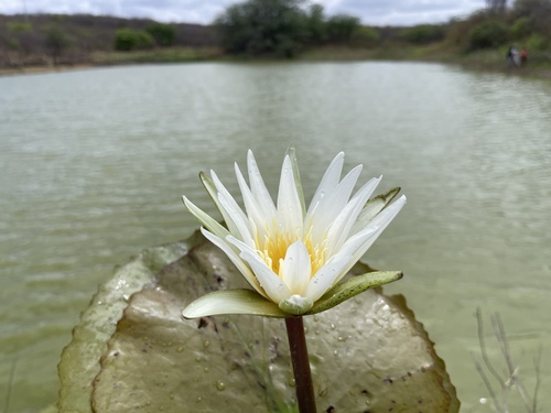 Dotleaf Waterlily