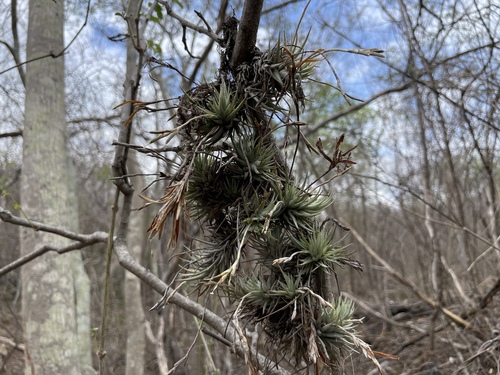 Tillandsia loliacea