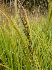 Carex sinclairii