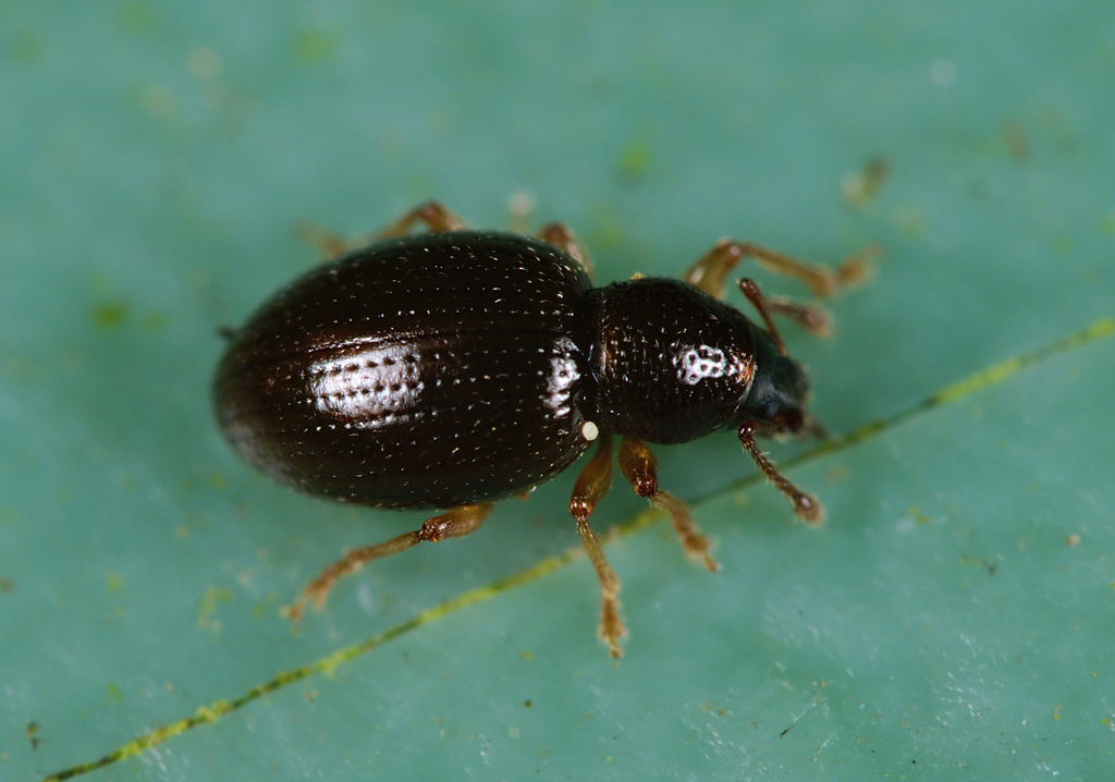Spider Weevil
