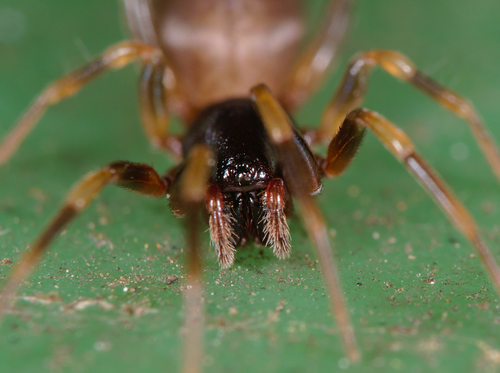Sneak Spider