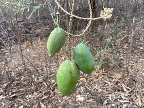Morisonia longifolia