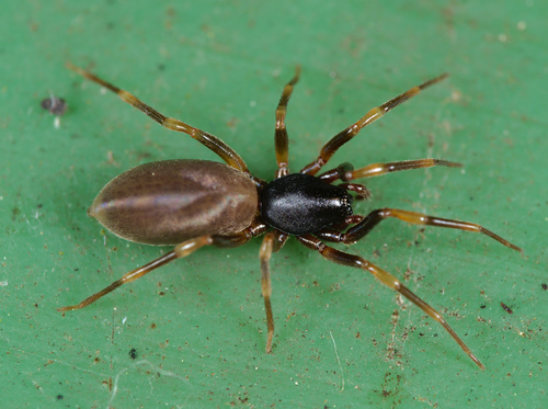 Sneak Spider