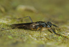 Tachydromiinae
