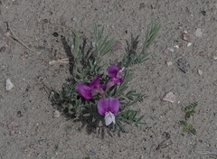 Lathyrus polymorphus