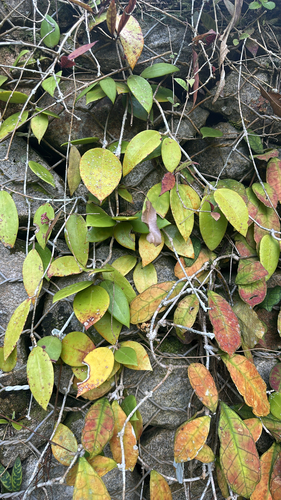 Hoya verticillata observed 2026-08-03