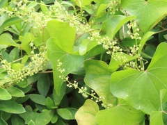 (c) mami_t_t, some rights reserved (CC BY) Dioscorea tokoro, photograph (c) mami_t_t, some rights reserved (CC BY)