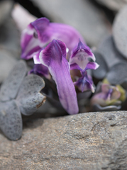 Corydalis benecincta, photograph Morten Ross, CC BY, iNaturalist via GBIF