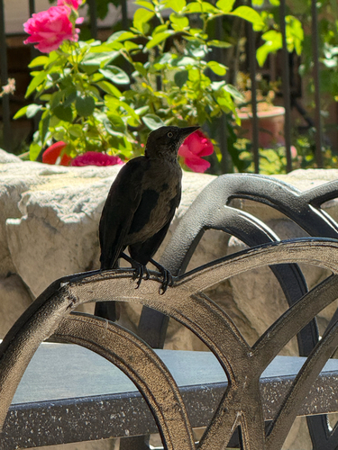iNaturalist observation photo of Brewer's Blackbird