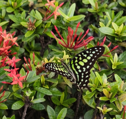 Tailed Jay