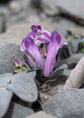 Corydalis benecincta