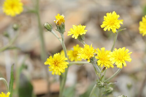 Hieracium morii, 2026-07-22