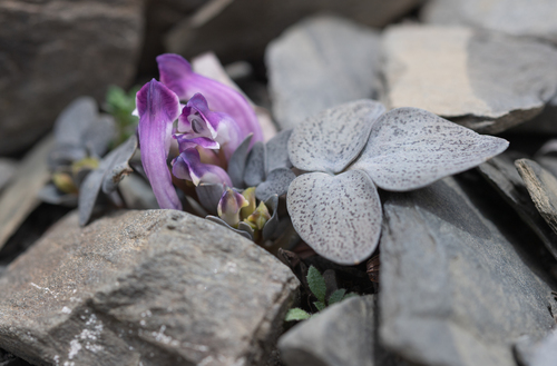 Corydalis benecincta, photograph 2