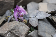 Corydalis benecincta, photograph Morten Ross, CC BY, iNaturalist via GBIF