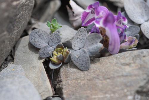 Corydalis benecincta, photograph 4