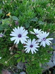 Asteraceae