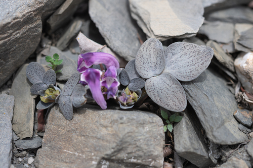 Corydalis benecincta, photograph 3