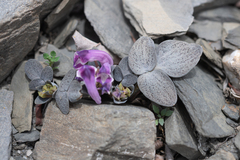 Corydalis benecincta, photograph Morten Ross, CC BY, iNaturalist via GBIF