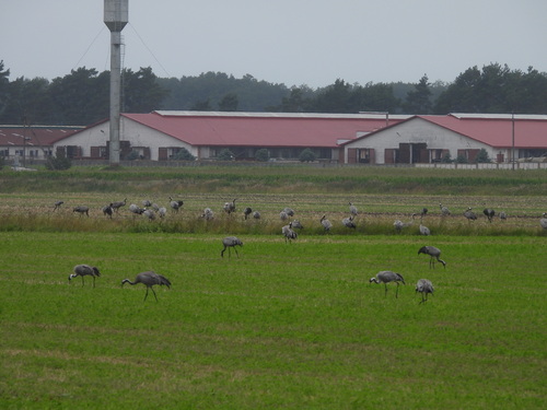 Common Crane