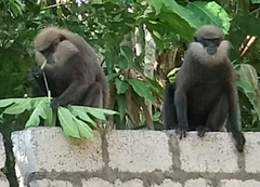 Semnopithecus vetulus