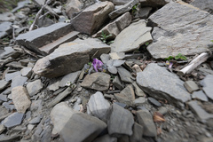 Corydalis benecincta, photograph Morten Ross, CC BY, iNaturalist via GBIF