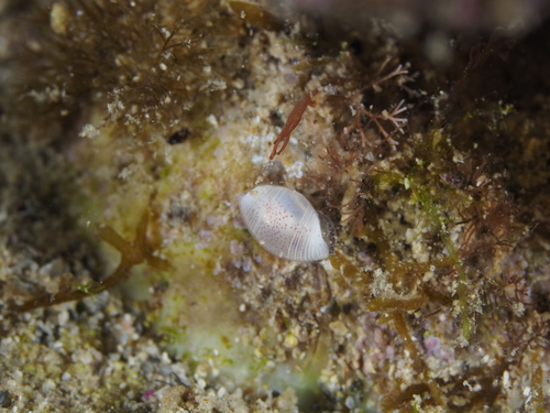 Atys semistriata observed 2026-06-24
